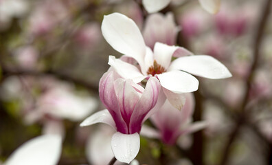 Fototapeta na wymiar Blooming magnolia tree in spring on pastel bokeh
