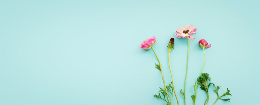 Top view image of pink flowers composition over blue background