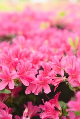 どこまでも続きそうな花の道