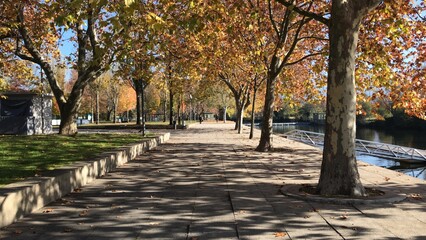 Naklejka na ściany i meble autumn in the park