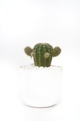 Image of cactus in a white pot on a white background