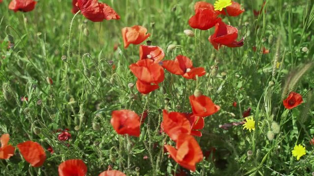 Beautiful bright red poppies sway in the wind. Scarlet flowers on a background of green grass. Spring mood. Warm day in nature. Holidays in the countryside. Delicate petals on thin stems. Amazing.