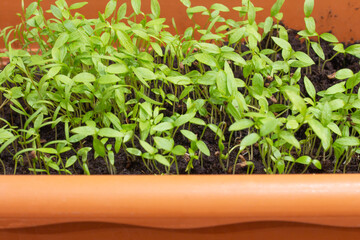 Micro-greenery on the windowsill in a brown pot. Close-up. Juicy young seedlings. Growing parsley and dill at home