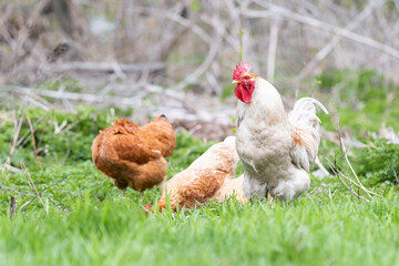 Rooster and Chickens. Free Range Cock and Hens