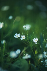 Blue forget me not flowers blooming on green background (Forget-me-nots, Myosotis sylvatica, Myosotis scorpioides). Spring blossom background. Close up