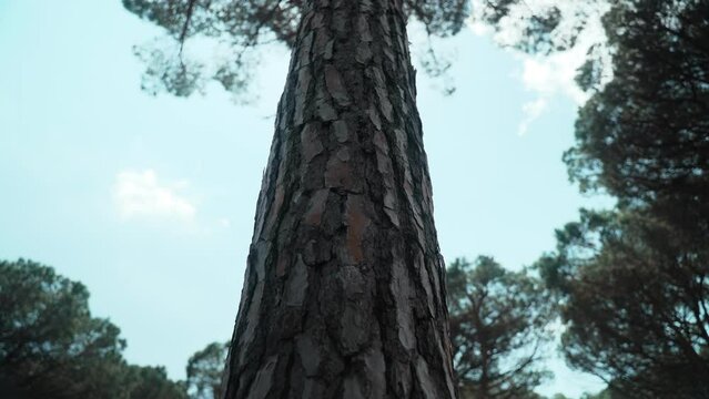 Beautiful pine. Sunlight breaks through the branches of a tree. The camera moves up the pine trunk. Coniferous woods on a warm sunny day. Silhouette of branches against the blue sky. Mysterious forest