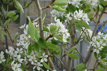 pear tree blooming in spring, pear tree flower,