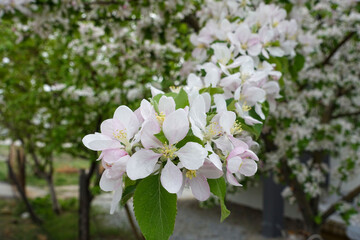 apple tree blooming in spring, apple tree blossom