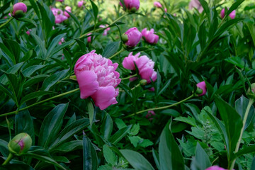 Obraz premium peonies in the garden