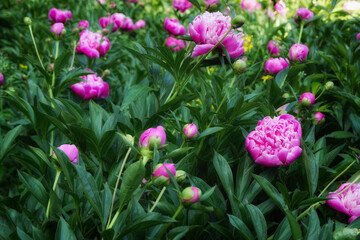 peonies in the garden