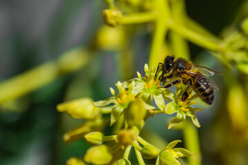 European honey bee (apis mellifera), pollinating avocado flower (persea americana)