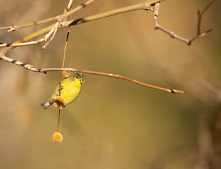 small yellow bird 
