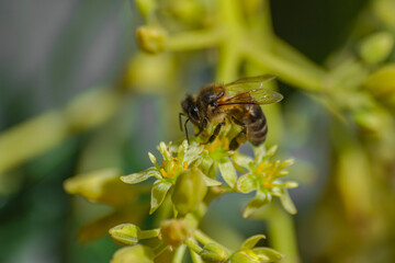 European honey bee (apis mellifera), pollinating avocado flower (persea americana)