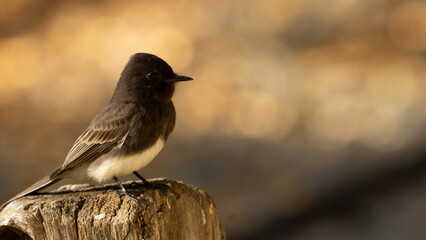 phoebe bird perching 