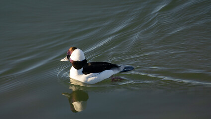 buffledhead duck