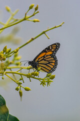 Monarch butterfly (Danaus plexippus), pollinating avocado flower (persea americana), with morning sunlight