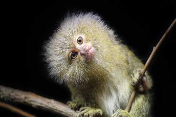 Fototapeta premium A little cheeky monkey sitting on a tree branch 