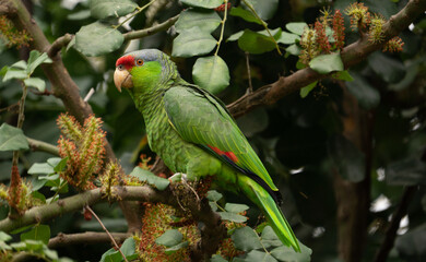 red and green parrot © Mayanin