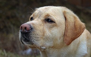A yellow Labrador hunting with her eyes
