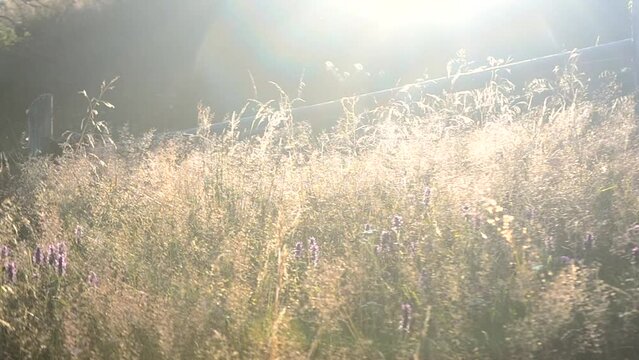 Dry grass in the rays of the sun sway in the wind in the summer afternoon. Grass plants shine through in the sun beams. Wildflowers and field grass. Beautiful natural plant background of wild nature