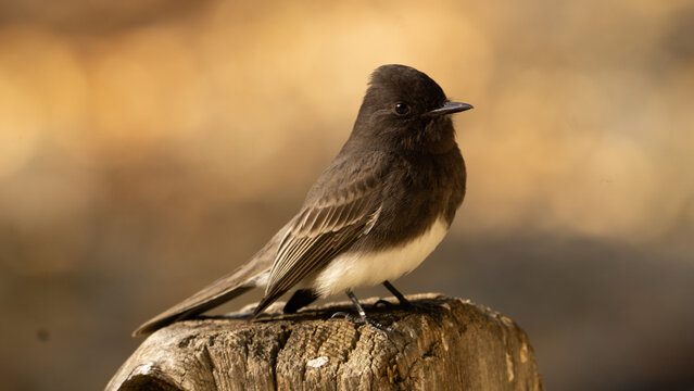phoebe bird perching 