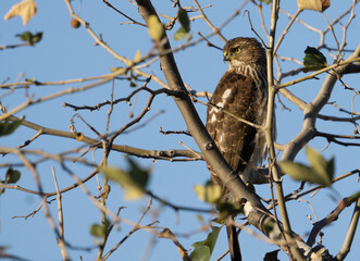 hawk on a branch