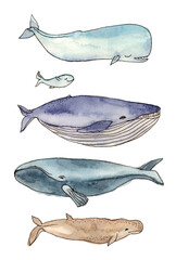 watercolor illustration whales family. hand drawing, isolated elements. - 503116111