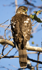 sharp-shinned hawk