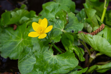 In a swamp, in the alder forest blossom Caltha palustris