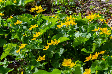 In a swamp, in the alder forest blossom Caltha palustris