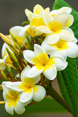 Plumeria rubra flowers blooming, with green leaves background