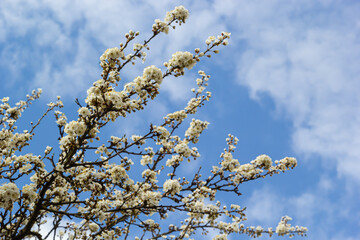 Prunus Cerasifera Blooming white plum tree. White flowers of Prunus Cerasifera