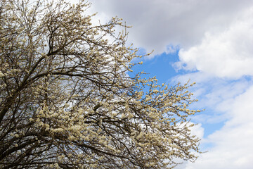 Prunus Cerasifera Blooming white plum tree. White flowers of Prunus Cerasifera