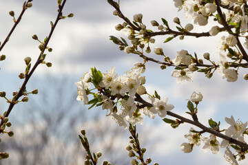 Prunus Cerasifera Blooming white plum tree. White flowers of Prunus Cerasifera