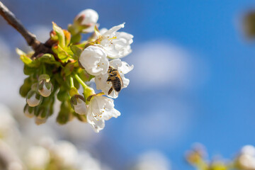 cherry blossoms in bloom on a branch with pollinating bee, sunny spring day with blue sky, close-up view