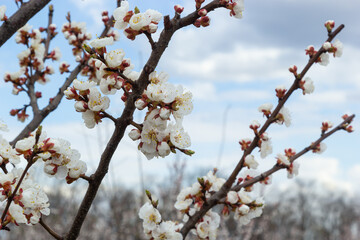 Bloom flower apricot tree. Apricot tree flowers with soft focus. Spring white flowers on a tree branch. Apricot tree in bloom