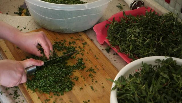In Turkey, chopping madımak grass from herbal food, Madımak grass for yozgat madımak dish,
