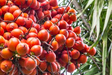 Betel nuts or areca nuts on the tree
