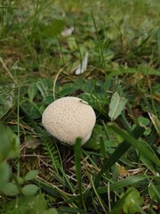 mushroom in the grass