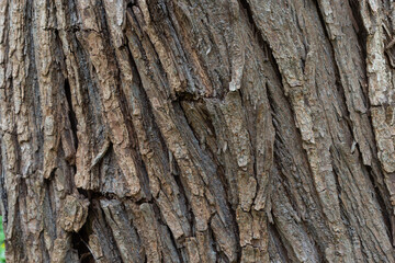 close up of the old bark texture pattern in the forest Vintage background