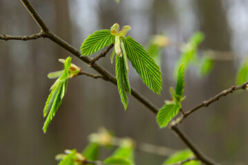 A tree branch with first leaves at spring. Carpinus orientalis.