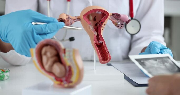 Gynecologist shows mockup of uterus and baby fetus to woman in clinic