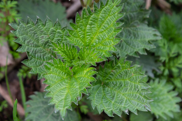 Bush of stinging-nettles. Nettle leaves. Top view. Botanical pattern. Greenery common nettle