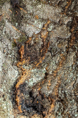 close up of the old bark texture pattern in the forest Vintage background