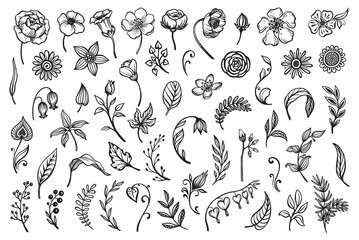 Vector collection of hand drawn floral elements,