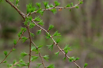 A young branch of a flowering larch on a Sunny spring day