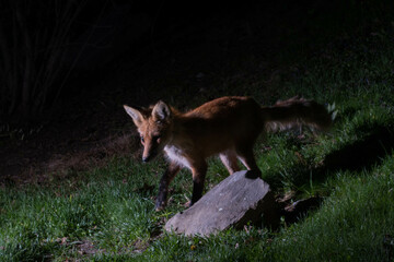 Cute little red fox sniffing out dinner.