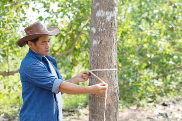 Asian male botanist is measuring trunk of tree to analysis and research about growth of tree....