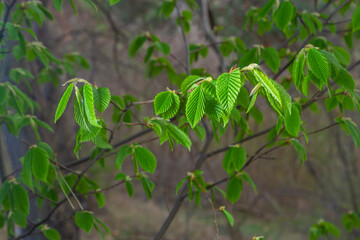A tree branch with first leaves at spring. Carpinus orientalis.