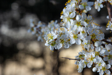 Prunus spinosa, called blackthorn or sloe, is a species of flowering plant in the rose family Rosaceae. Prunus spinosa, called blackthorn or sloe tree blooming in the springtime